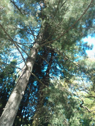 Furutre botanisk hage