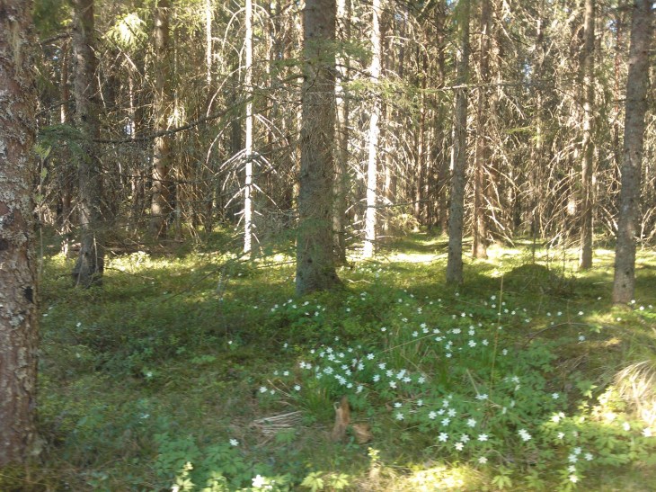 Hvitveis i skogen 12mai2016