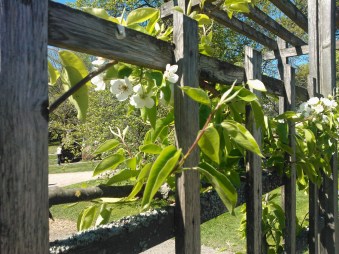 Klatrejasmin botanisk