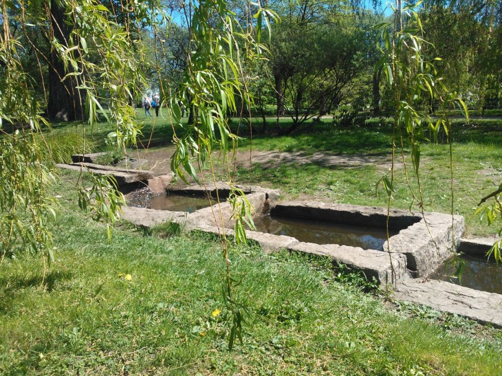 Sildretrapp botanisk